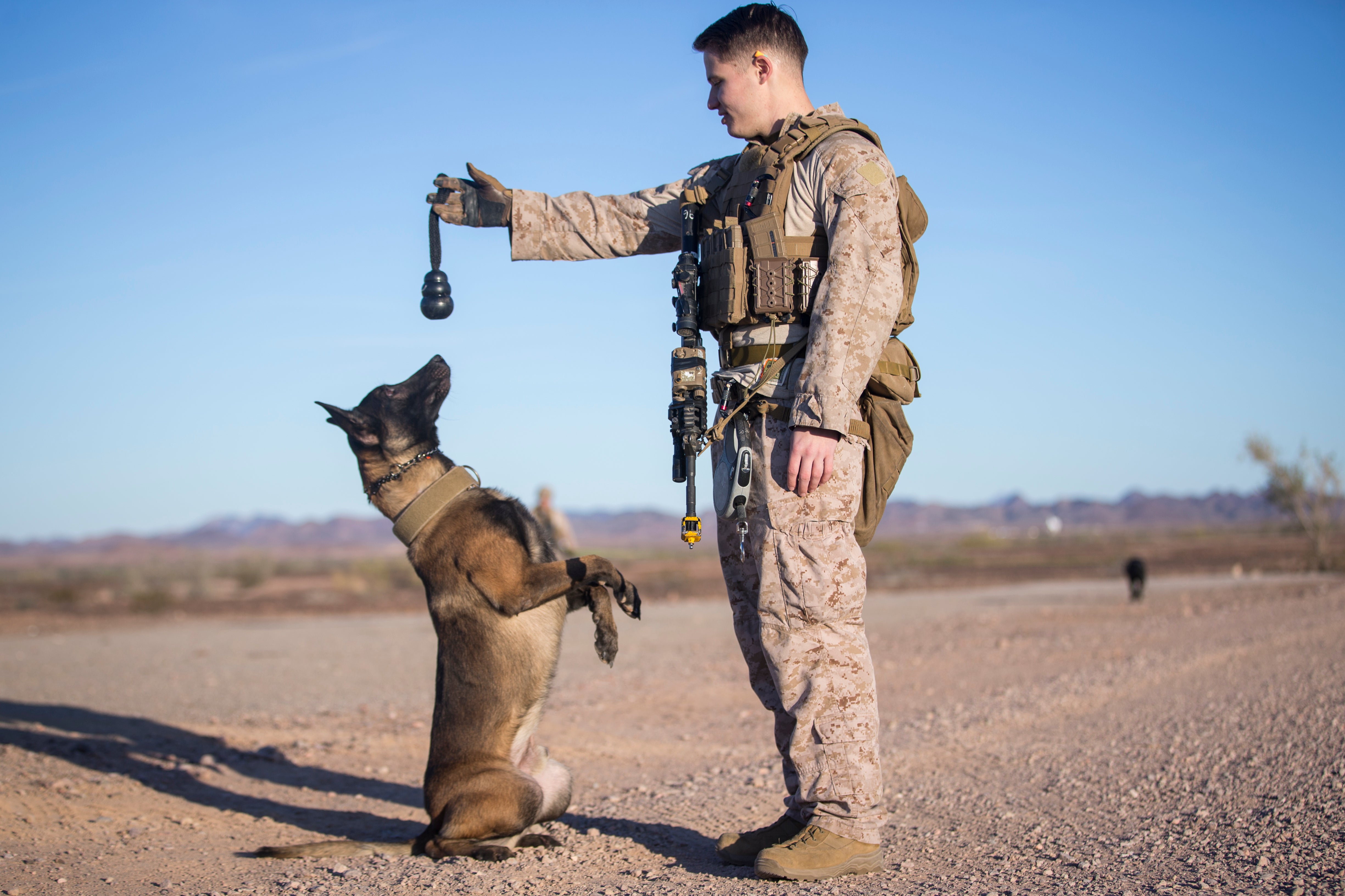 Indian army dogs shops breed